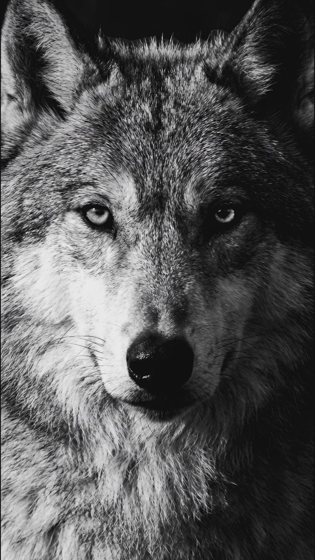 Rayhaan Wolf Eau De Parfum For Unisex