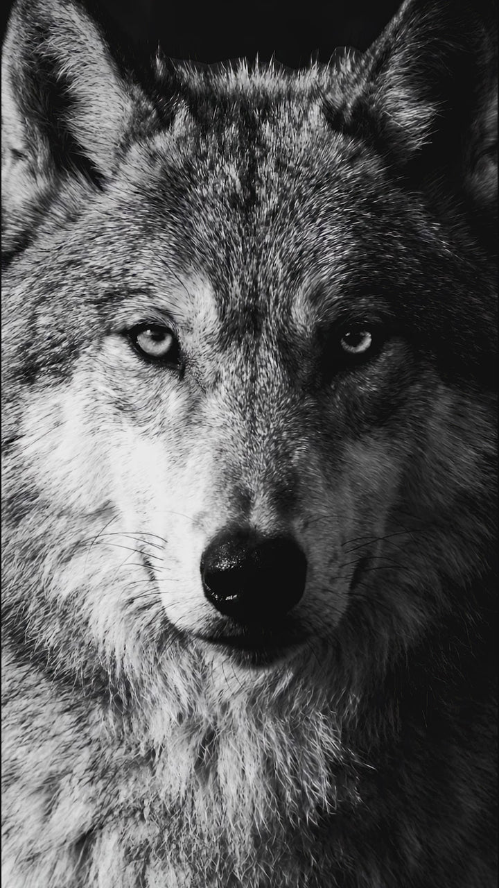 Rayhaan Wolf Eau De Parfum For Unisex